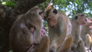 Srilankan Monkey