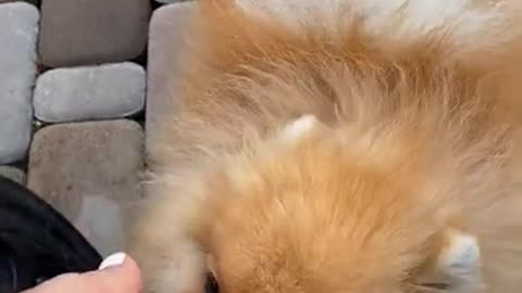 Fluffy Puppies Love