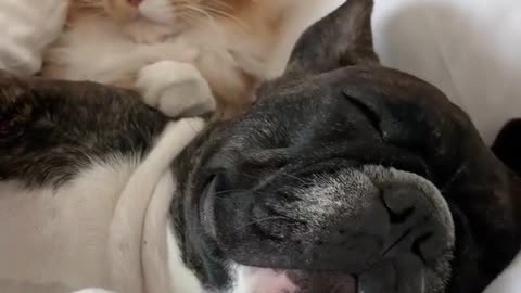 Watch what the dog does🐶 with the cat🐈😍