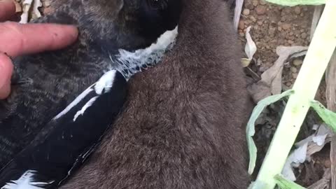 Magpie and Joey being Cuddly Pals