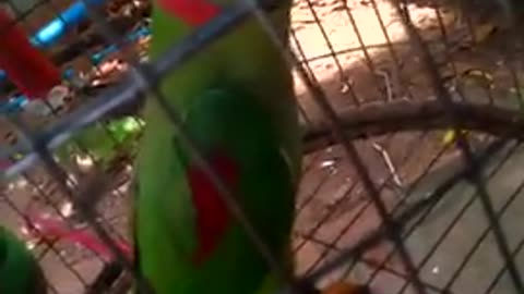 comedian parrot loves to imitate fozzie bear of muppets fame ❤️️