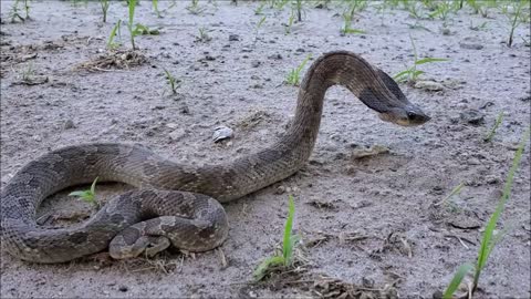 Eastern Hognose Snake Pretending To Be Dangerous