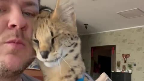 Savannah Cat Is a Real Sweetheart