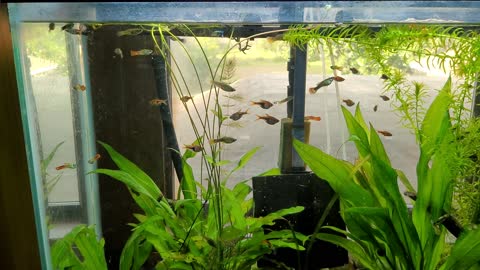 4k Fish Tank
