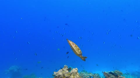 The agile movement of a green turtle while swimming in the water