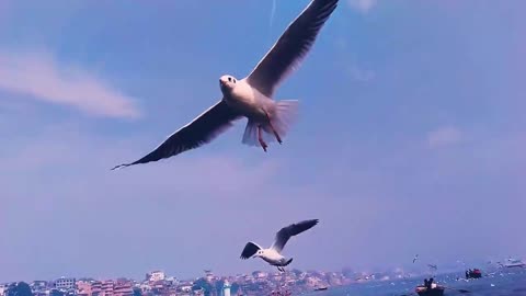 Best flying birds video