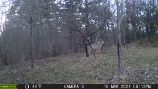 06/09/2024: Trail Cam Captures #46: Running Deer