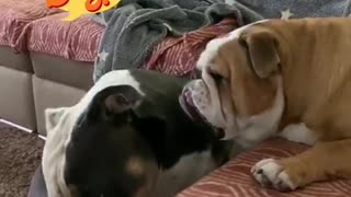 True bulldog love