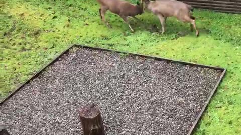 Bucks Tear up Backyard During Scuffle