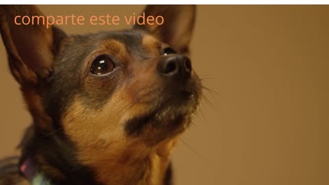 VIDEO FUNNY DOGS