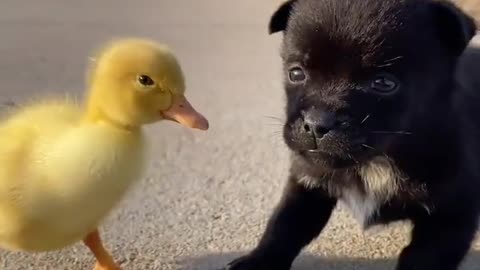 duckling and dog