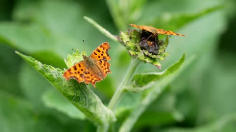 orange butterfly