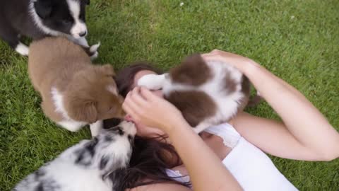 A woman lies on grass and cuddles with cute little puppies and laughs - closeup
