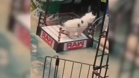 dog and cats funny crazy fight