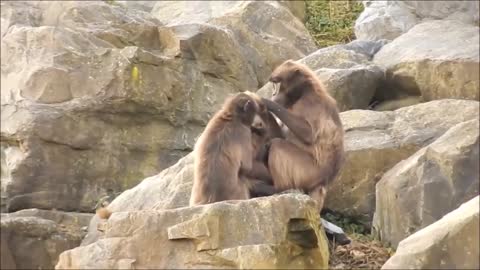 Monkeys Grooming Picking Lice And Cleaning one another.