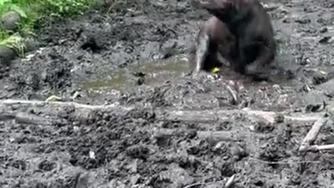 Mud, Glorious Mud!