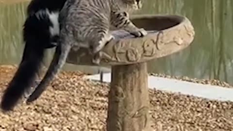 Funny animal vidéos best 2024