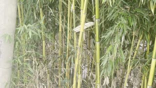 Bamboo produces an annual crop of cane