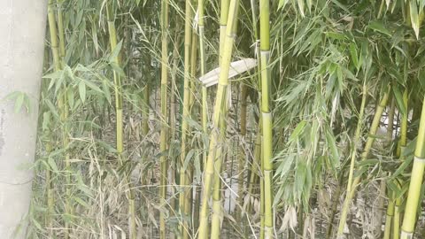 Bamboo produces an annual crop of cane