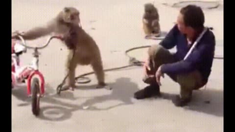 Funniest Monkey - cute and funny monkey videos HD