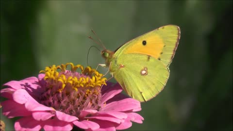 Feeding butterflies in nature