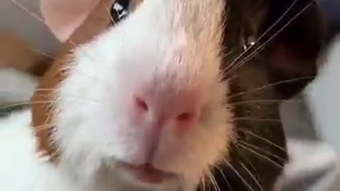 This adorable guinea pig makes cute sounds .