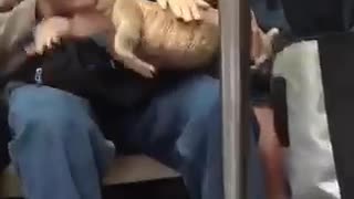 Man subway reptile lizard big on lap