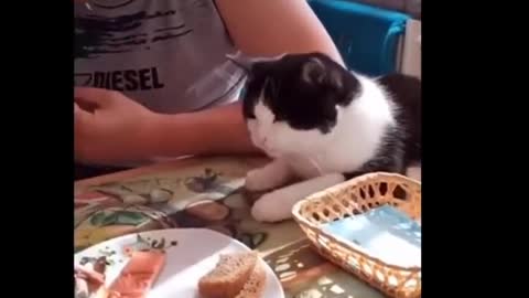 funny cats making everbody laugh
