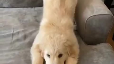 Small dog training its Amazing