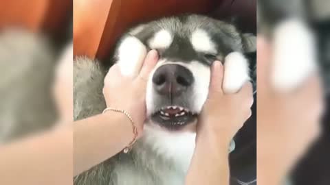 Husky's mouth is fat, let's squeeze it