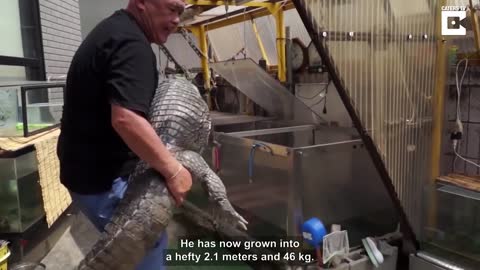 Japanese Man Lives With Giant Pet Caiman