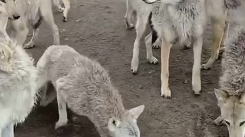 Pitbull vs Wolf pack