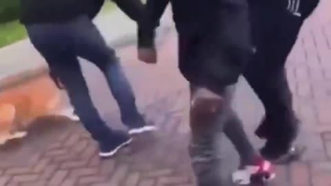 Man Walking Dog Gets Attacked By "Asylum-Seeking Migrants"