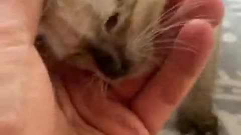 Cute Kitten Baby Cat Funny Cat Videos must watch and enjoy