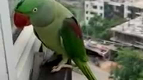 Friendly Talking Parrot Calling Mummy in Lockdown