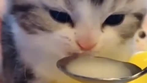 Cat drinking milk | Cute cat video