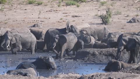 Herd of African Bush elephants bathing in a muddy waterhole