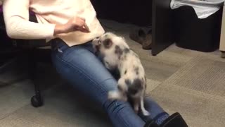 Mini Pig learns how to climb for treats