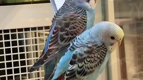 How Parakeets Meet Girls