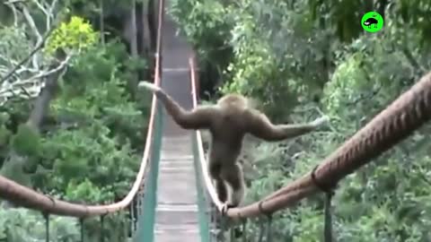Funny Monkeys Doing Stupid Things