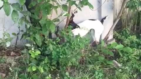 White black dog biting tree branches