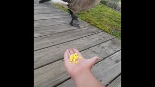 Feeding Geese Corn