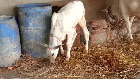 Calf Drinking Milk from Cow, Calf Drinks Milk from his Mother