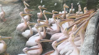 Group of hungry Great Pink Pelican waiting for food