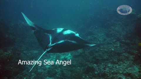 Manta Ray on a Cleaning station