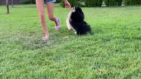 Charlie and Mickey are running for a treat