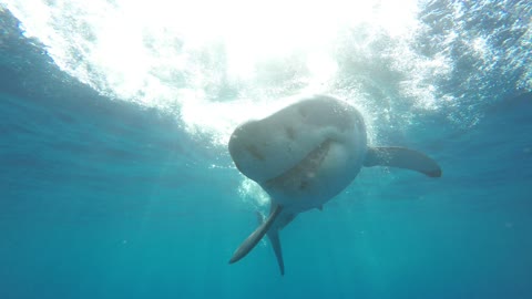 Great White Shark attacking bait full speed