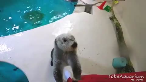 This little seal is adorable