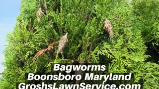 Bagworms Boonsboro Maryland Tree Shrub Care