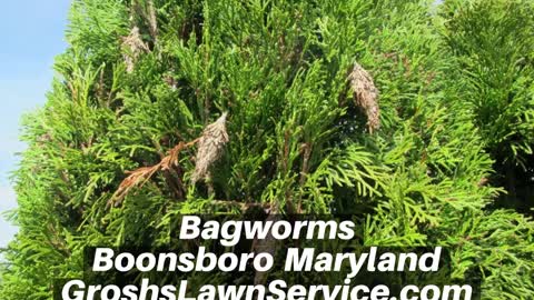 Bagworms Boonsboro Maryland Tree Shrub Care